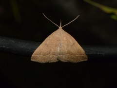 Pechipogo plumigeralis