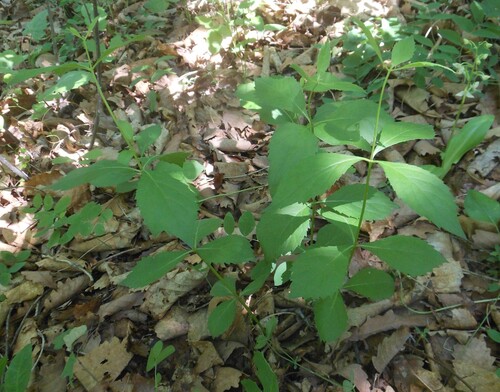 Adenophora divaricata iNat (1)