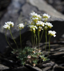 Draba nivalis