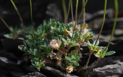 Draba nivalis