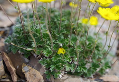 Potentilla subvahliana