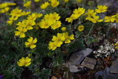 Potentilla subvahliana