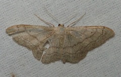 Idaea aversata