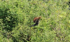 Centropus bengalensis