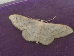 Idaea aversata