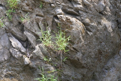 Pogonatherum crinitum