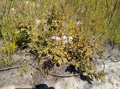 Indigofera langebergensis