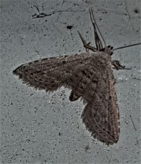 Araeopteron canescens