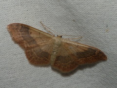 Idaea aversata