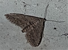 Araeopteron canescens