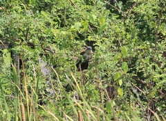 Centropus bengalensis