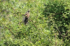 Centropus bengalensis