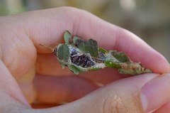 Pericyma cruegeri