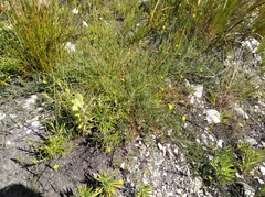 Lebeckia brevipes