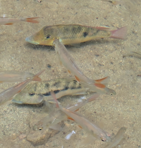 Panamanian eartheater (Geophagus crassilabris) — Cichlidae — 3