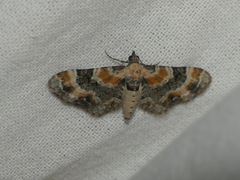 Eupithecia linariata