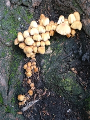 Coprinellus micaceus