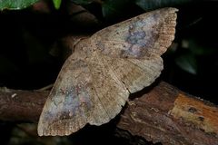 Blasticorhinus unduligera