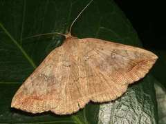 Blasticorhinus unduligera