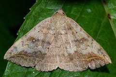 Blasticorhinus unduligera