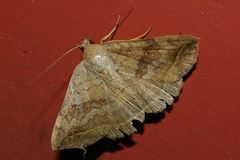 Blasticorhinus unduligera