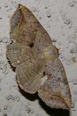 Blasticorhinus unduligera