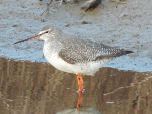 Spotted Redshank