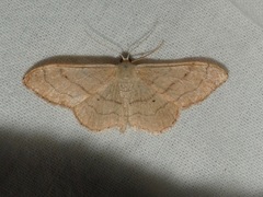 Idaea aversata