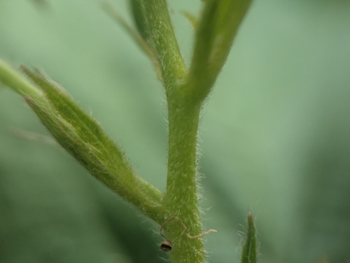 Ithaca blackberry (Rubus ithacanus)