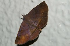 Mecodina nubiferalis