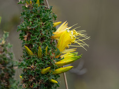 Lambertia echinata, photograph (c) Kerri-Lee Harris, some rights reserved (CC BY)