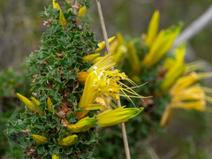 Lambertia echinata, photograph (c) Kerri-Lee Harris, some rights reserved (CC BY)