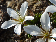 Arenaria pseudofrigida