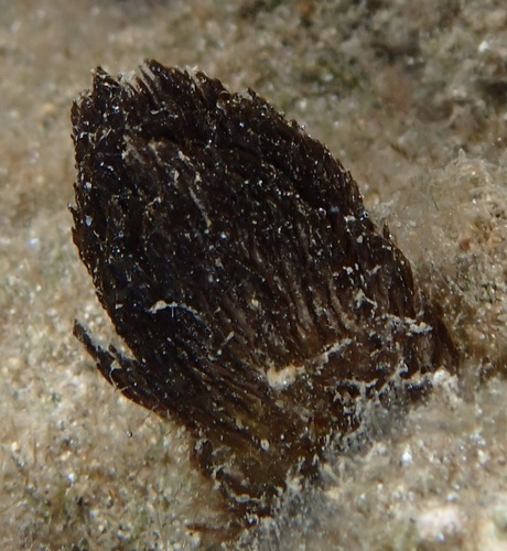 Symploca hydnoides, 2025-06-14