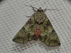 Polyphaenis sericata