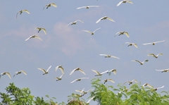 Bubulcus ibis coromandus