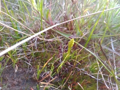 Phylloglossum drummondii