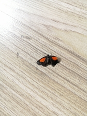 Lepidoptera