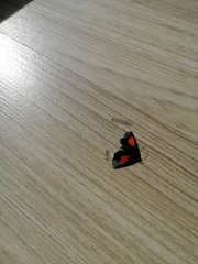 Lepidoptera
