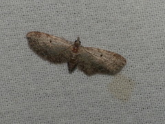 Lepidoptera