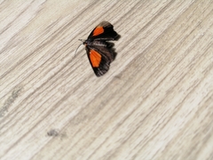 Lepidoptera