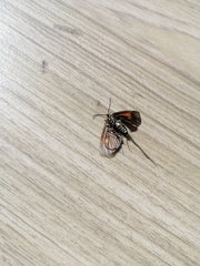 Lepidoptera