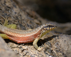 Leiocephalus personatus