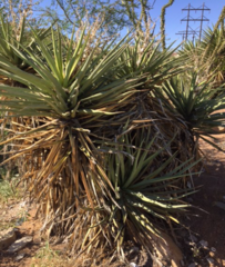 Yucca faxoniana