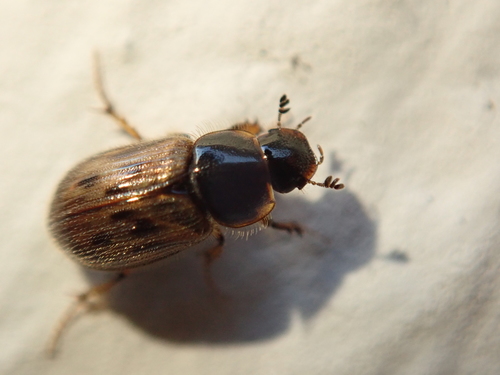 black-streaked dung beetle, photo 3 of 9