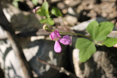 Phaseolus maculatus ritensis