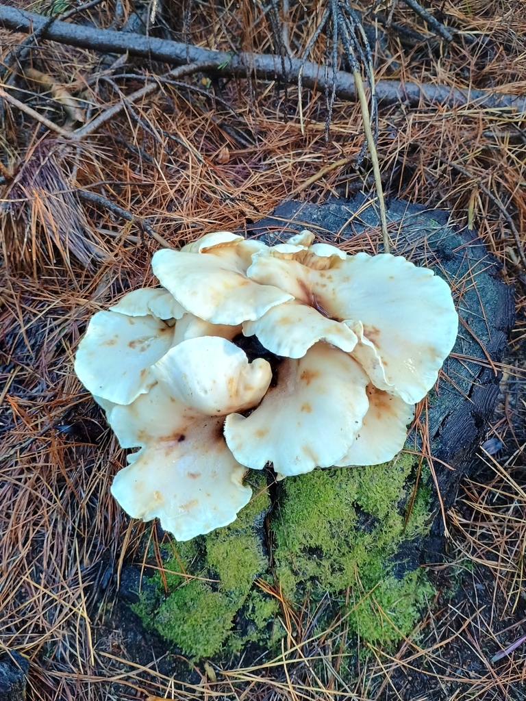 Omphalotus nidiformis · June 2025 · photo: © robgordon (iNaturalist, cc0)
