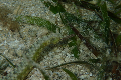 Corythoichthys haematopterus