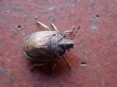 Podops inunctus