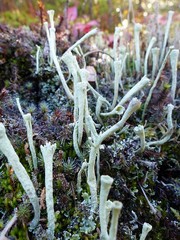 Cladonia deformis